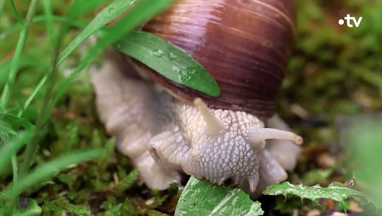 Record  les préliminaires des escargots peuvent durer 12h - ZAPPING SAUVAGE