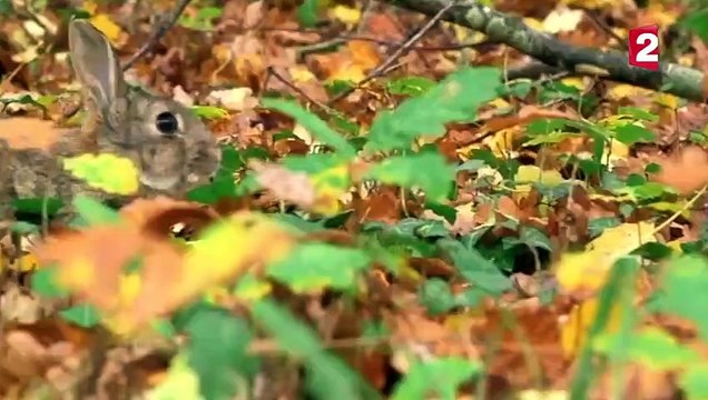 Putois VS lapin - ZAPPING SAUVAGE