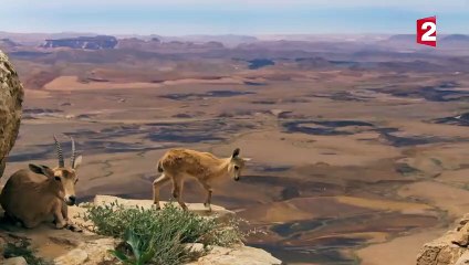Petit bouquetin  grandir au bord du vide - ZAPPING SAUVAGE