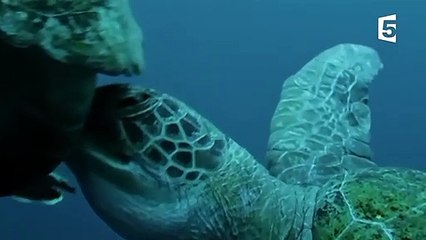 Plan à trois chez les tortues - ZAPPING SAUVAGE