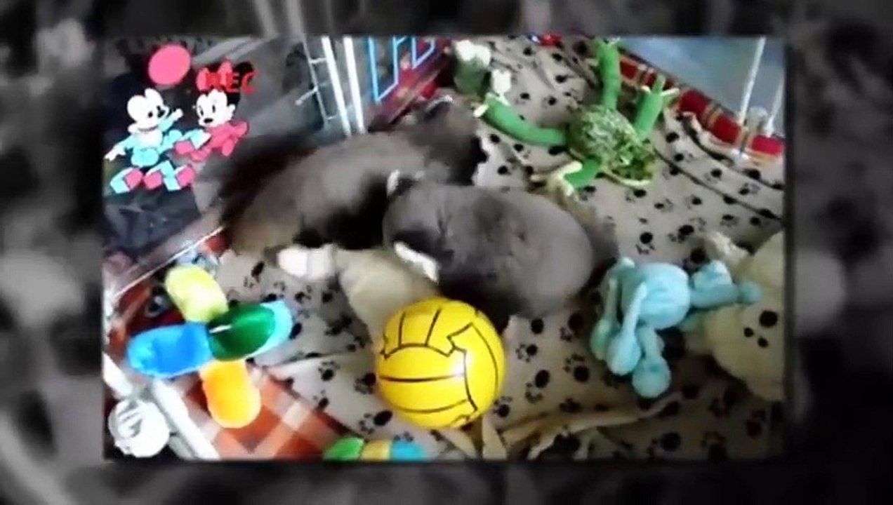 Petits pandas roux (très mignons) - ZAPPING SAUVAGE 4