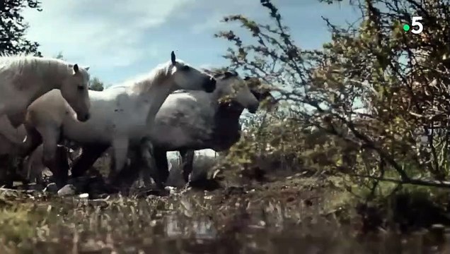 Pas facile de dompter un cheval sauvage... - ZAPPING SAUVAGE