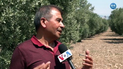 Zeytinde ‘yok yılı’ sinyalleri zeytinyağı fiyatlarını tırmandırdı