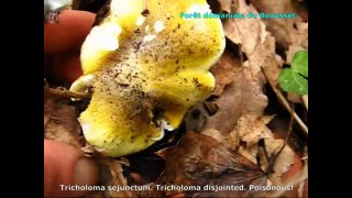 Tricholoma sejunctum. Champimaginatis. English Text