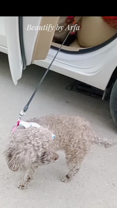 Wooow pet animal//animal lever//doglover