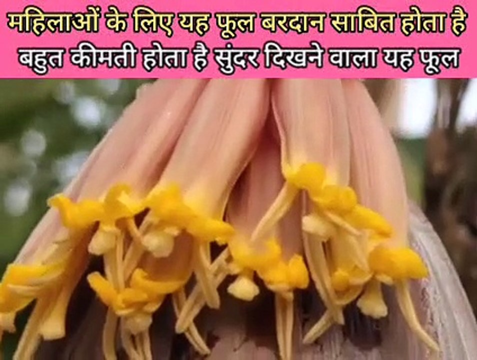 महिलाओं के लिए यह फूल बरदान साबितहोता है