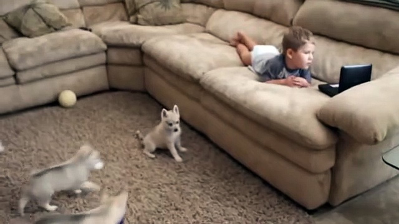 Alaskan Klee Kai puppies discover toddler