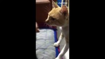 Jealous cat wants attention after hearing  meow  on person's phone (2)
