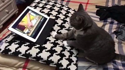 Cat learns to knead dough through tutorial video (2)