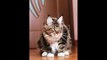 Watch this talented kitty cats treats with its paws (2)