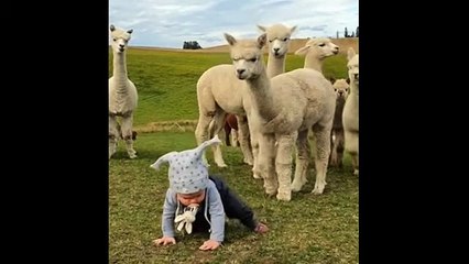Alpaca youngsters curiously gather around cute baby