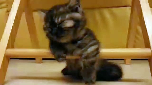 Sleepy kitten struggles to stay awake