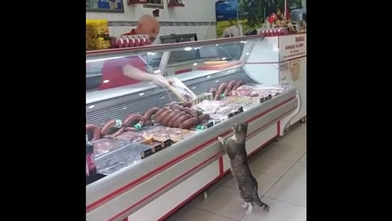 Hungry kitten gets an awesome treat from the butcher (2)