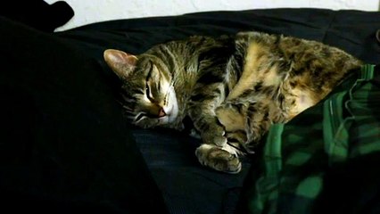 Mic'd up cat snores and purrs during sleep