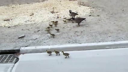 Incredibly large family of Geese enjoy a stroll