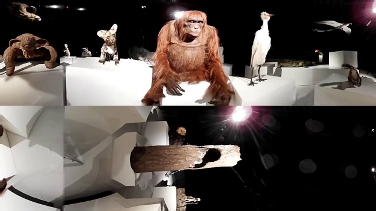 The 'Spy Creature' Boogie in 360