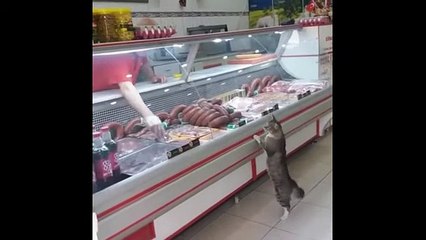 Hungry kitten gets an awesome treat from the butcher (2)