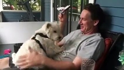 Westie dog adorably gives kisses on command