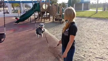Dog has the time of her life on park swing