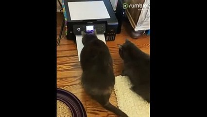 These cats take on their biggest nemesis - the printer (2)