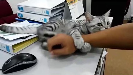 Stubborn cat won't let owner use mouse (2)