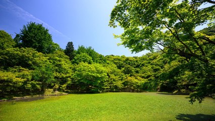 Transform Your Lawn: 6 Easy Steps to Plant Grass Seed 🌱