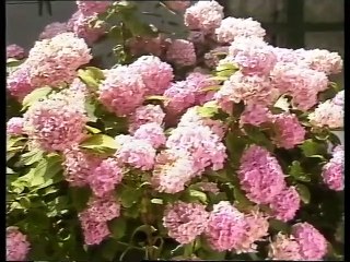 ΑΙ ΛΑΒ ΓΙΟΥ ΜΗΤΣΟ - 1988 - DVDRip - 720x576