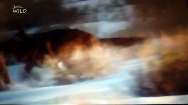 La vallée des loups documentaire animalier