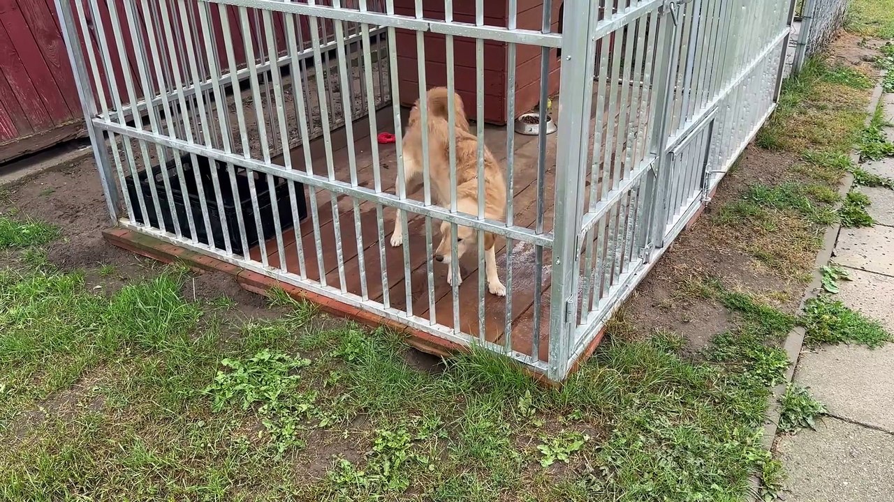 Lato porzuconych zwierząt, czyli o pozbywaniu się czworonogów w wakacje