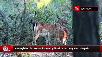 Alageyikte tüm zamanların en yüksek yavru sayısına ulaşıldı