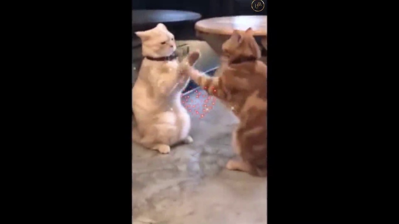 Funny Pets 1  Short