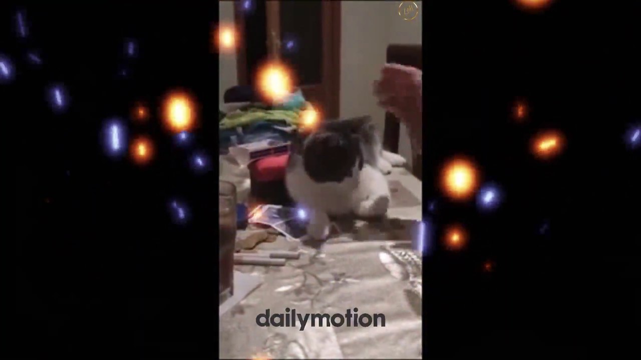Funny Pets 2  Short
