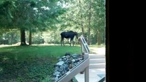 Feisty Moose Calf affronte l'arroseur