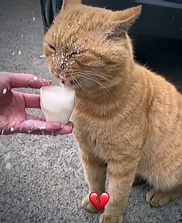 حيوانات أليفة لطيفةCute pets