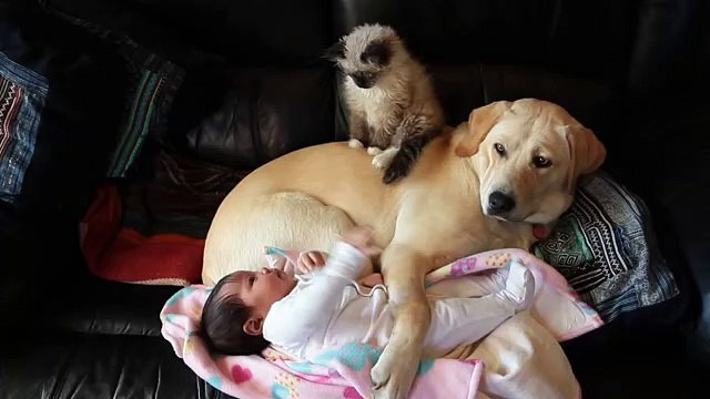 Puppy, kitten and baby preciously cuddle together