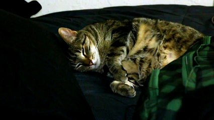 Mic'd up cat snores and purrs during sleep