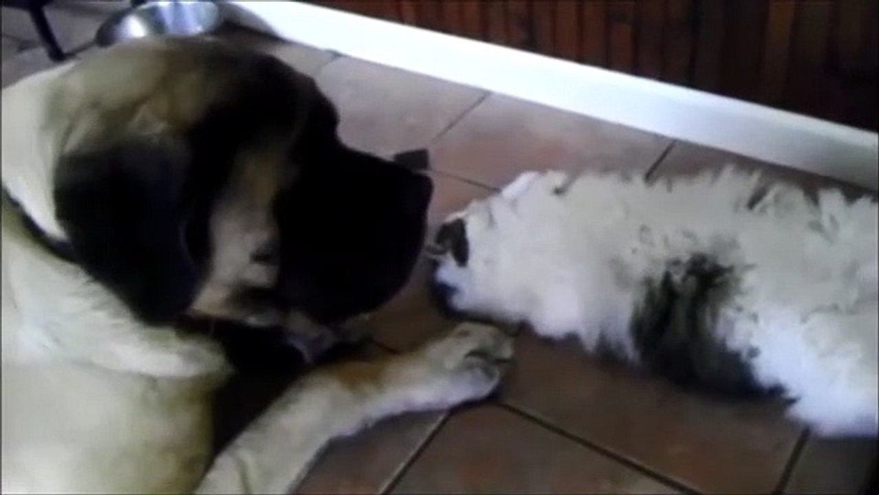 Giant English Mastiff snuggles with cat friend