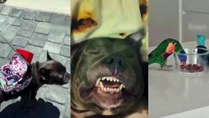 New Best Funniest Animal Videos Of The Day-----#125-----أفضل مقاطع فيديو أطرف حيوانات اليوم