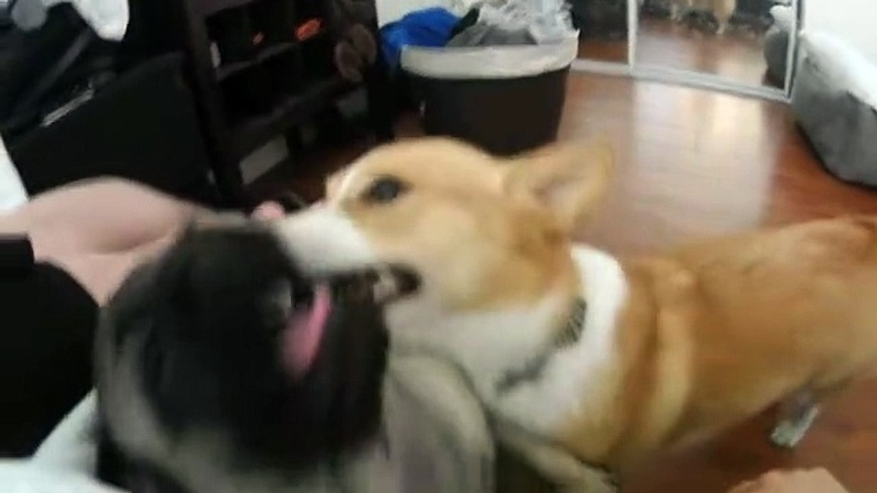 Confused Corgi decides to clean Pug