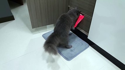 Cat caught on camera stealing owner's underwear