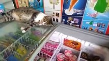 Cat decides to sleep on top of public ice cream freezer