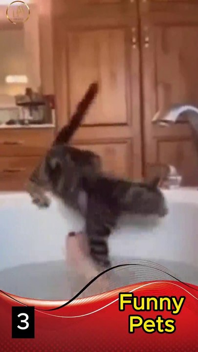 Part 3Funny Pets  Short