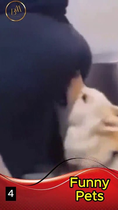 Part 4 Funny Pets  Short