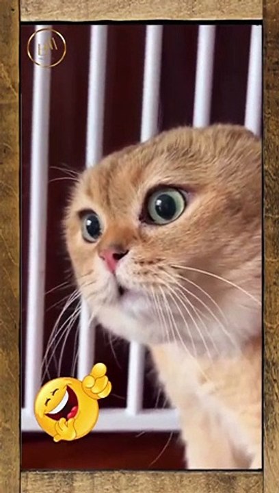 Funny Cats 5  Short