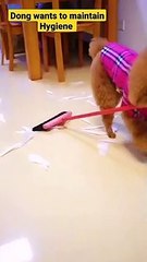 Best Funny Cute dog Videos ｜Cute Dog Videos