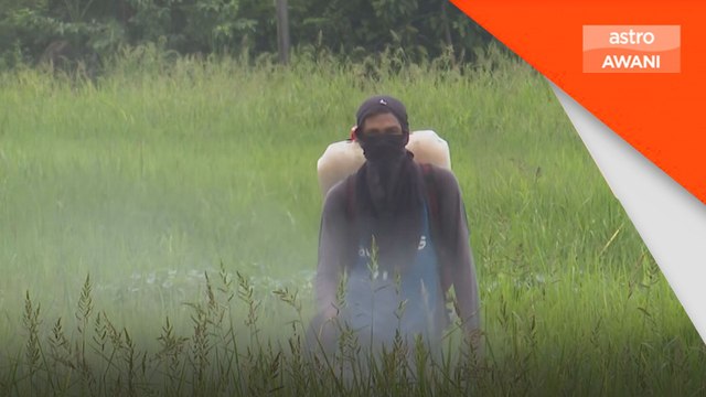 Kerajaan disaran wujudkan lembaga industri padi dan beras negara