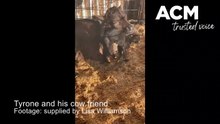 Tyrone and cow friend - August 10, 2023 - The Standard