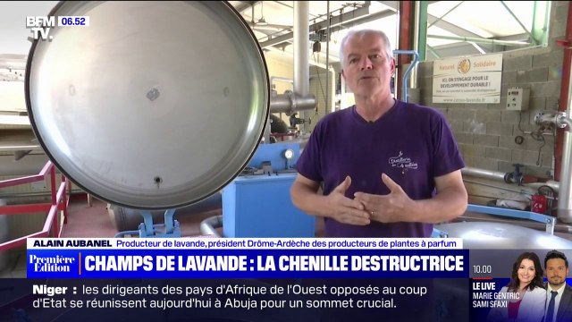 Une espèce invasive de chenille à l'origine de la destruction de champs de lavande dans le sud de la France