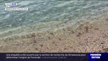 Dans le Var, les méduses envahissent les plages