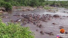 What Happens When a Crocodile Walks Into a Pod of Hippos